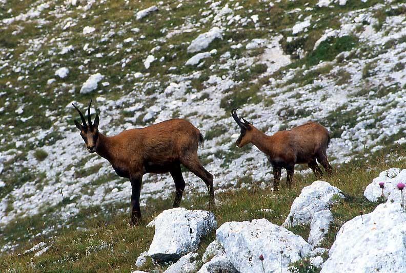 Rifugio Passo Godi Aparthotel Villetta Barrea Luaran gambar